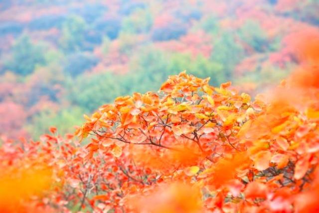 金秋赏中原第一红叶：嵩山红叶（嵩山哪里看枫叶最美）