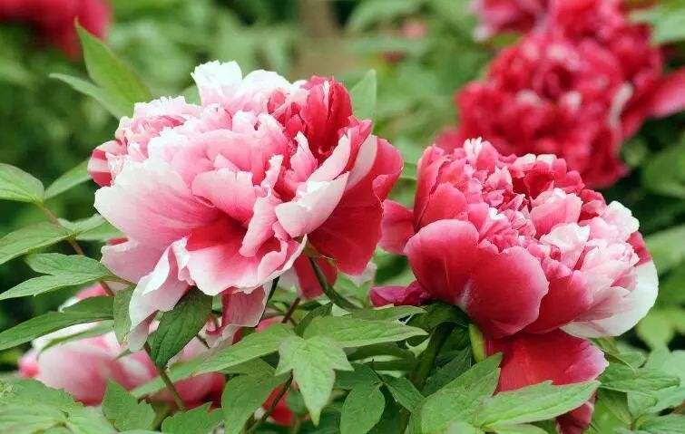 <花现洛阳>洛阳牡丹、郑州少林寺、开封四星纯玩三日游