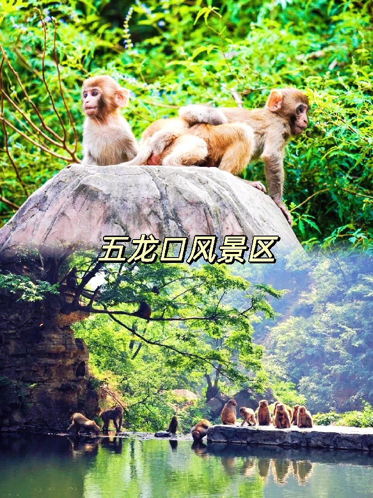 洛阳到济源旅游--洛阳到济源五龙口猴山一日游（洛阳距济源多远）