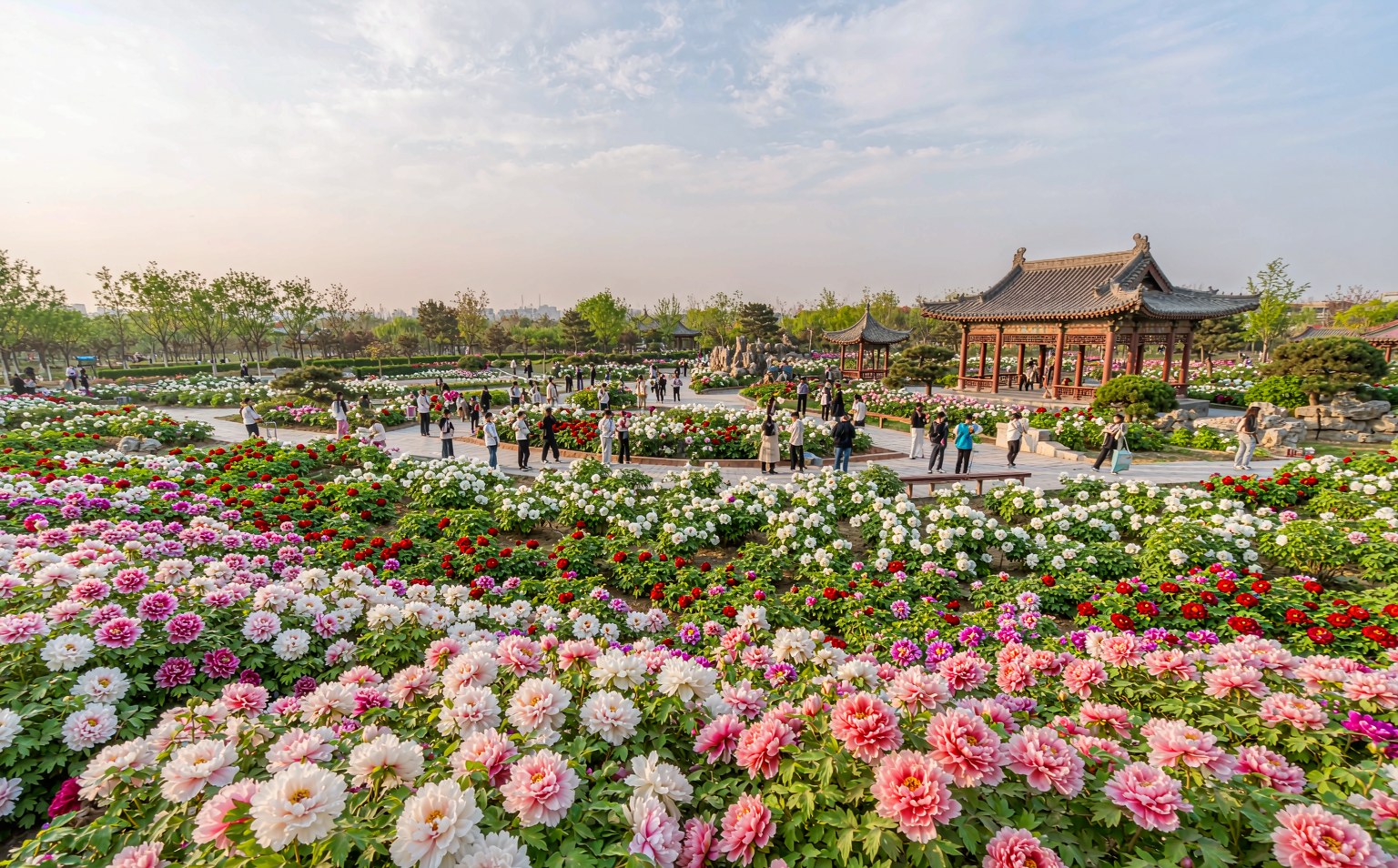 洛阳牡丹·国花园赏花6日游(古镇慢游·郑州出发)