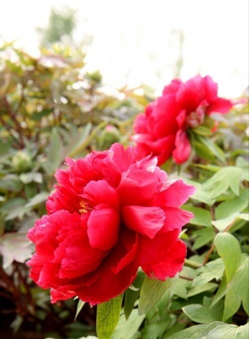 Luoyang 5-Day senior-friendly tour | dedicated guide