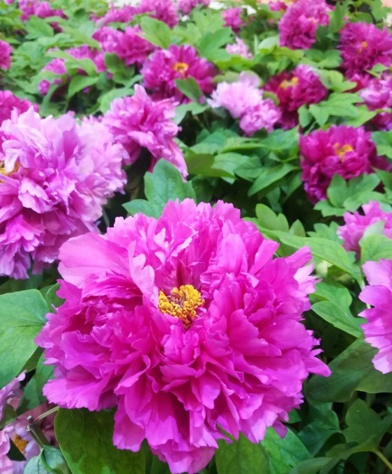 Luoyang 2-Day senior-friendly tour | senior guide